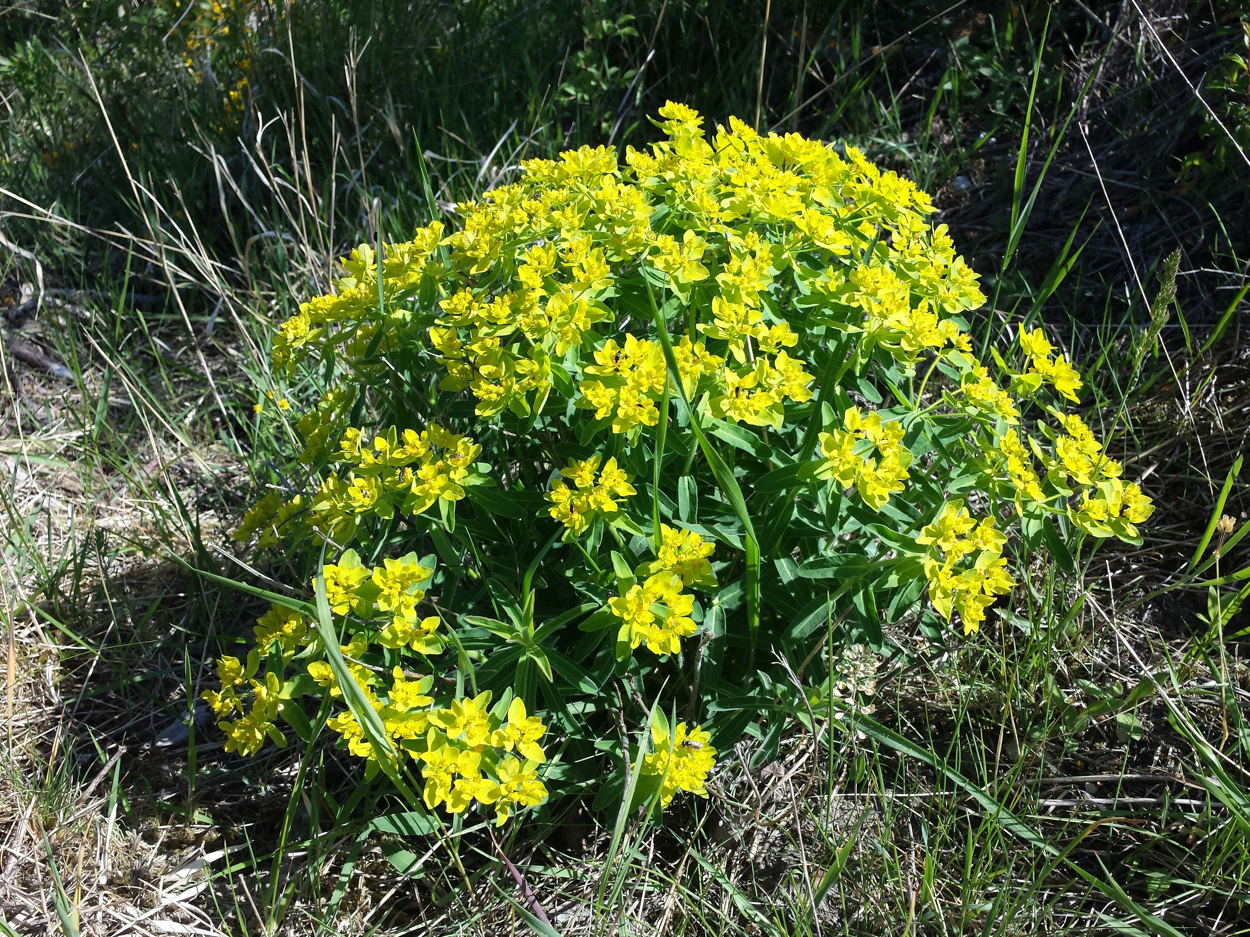 Euphorbia epithymoides L. resmi