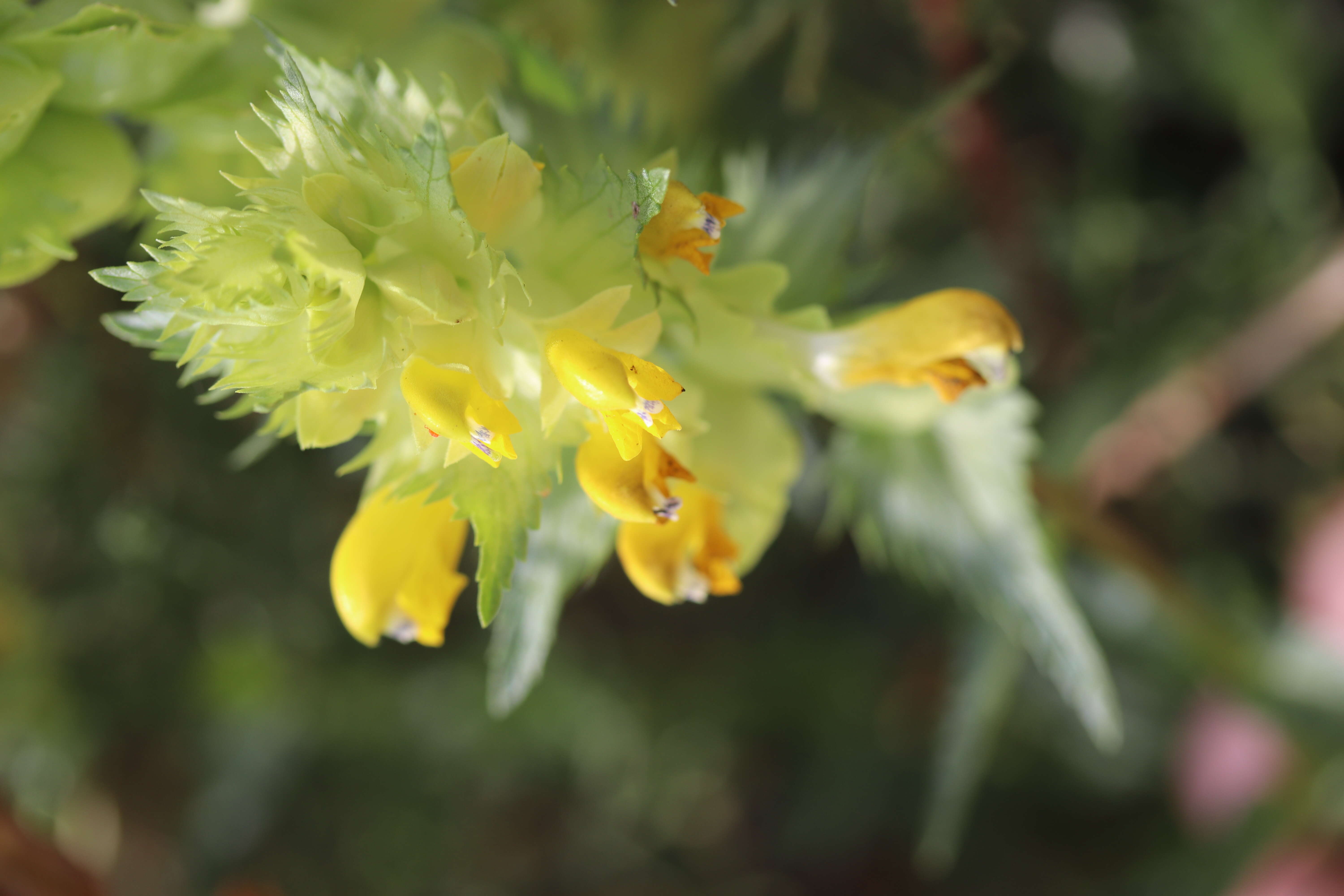 Rhinanthus angustifolius C. C. Gmelin resmi