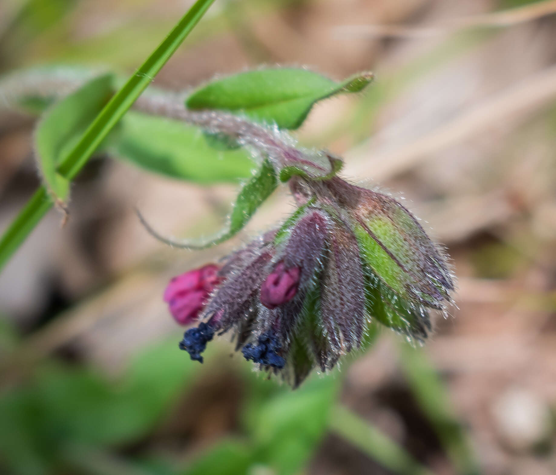 Image of Pulmonaria longifolia (Bast.) Boreau