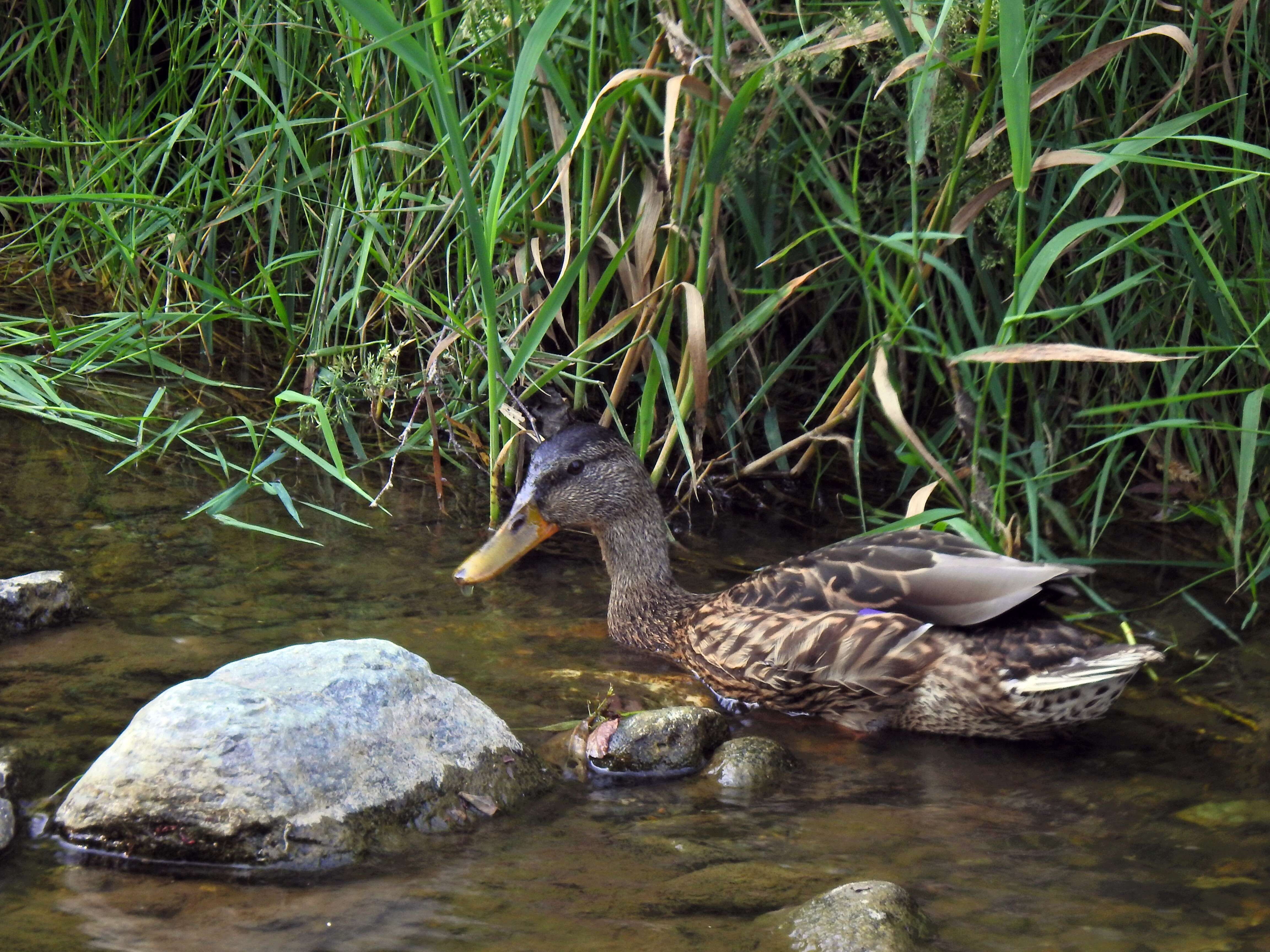 Image of Common Mallard