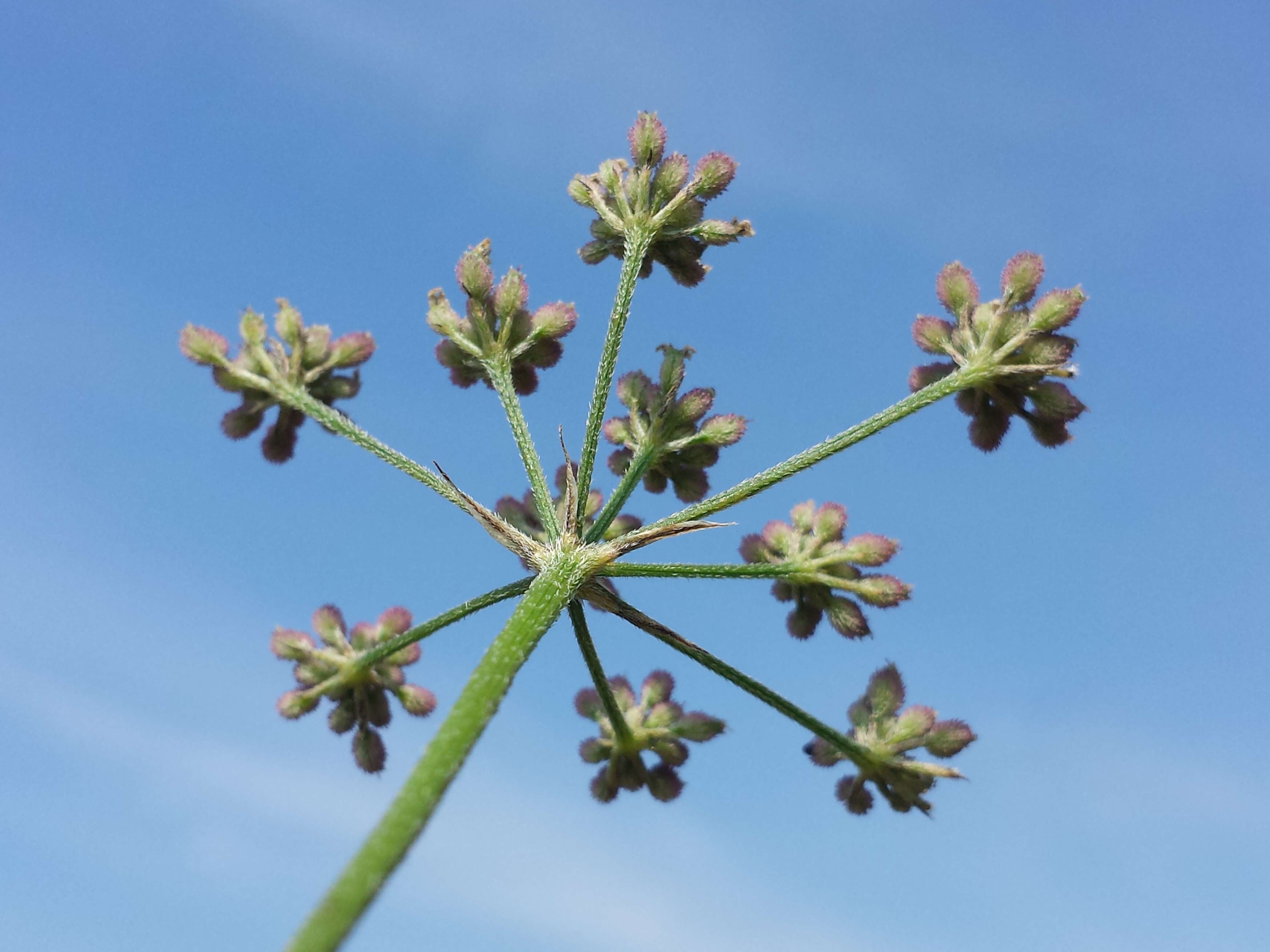 Torilis japonica (Houtt.) DC. resmi