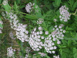 Image of Chaerophyllum hirsutum L.