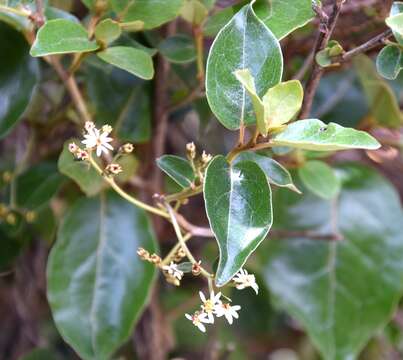 Image of Olearia avicenniifolia (Raoul) Hook. fil.