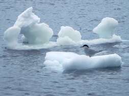 Image of Antarctic Tern