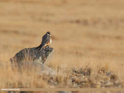 Image of Eurasian Hobby