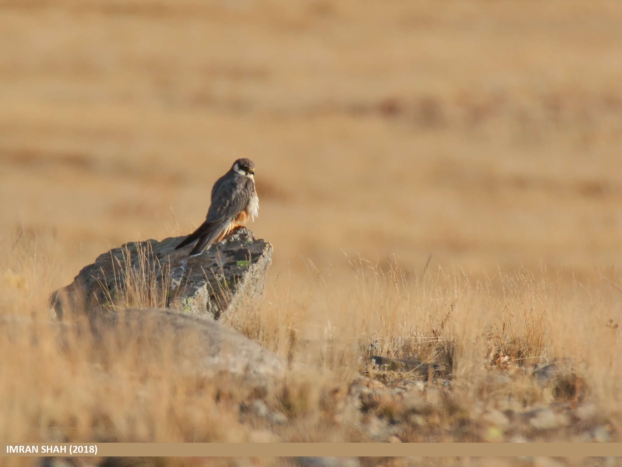 Image of Eurasian Hobby