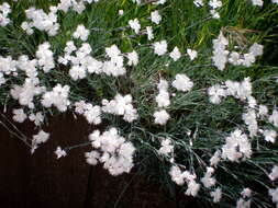 Image of Dianthus anatolicus Boiss.