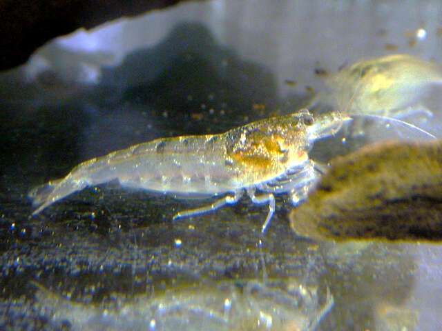 Image of Caridina typus