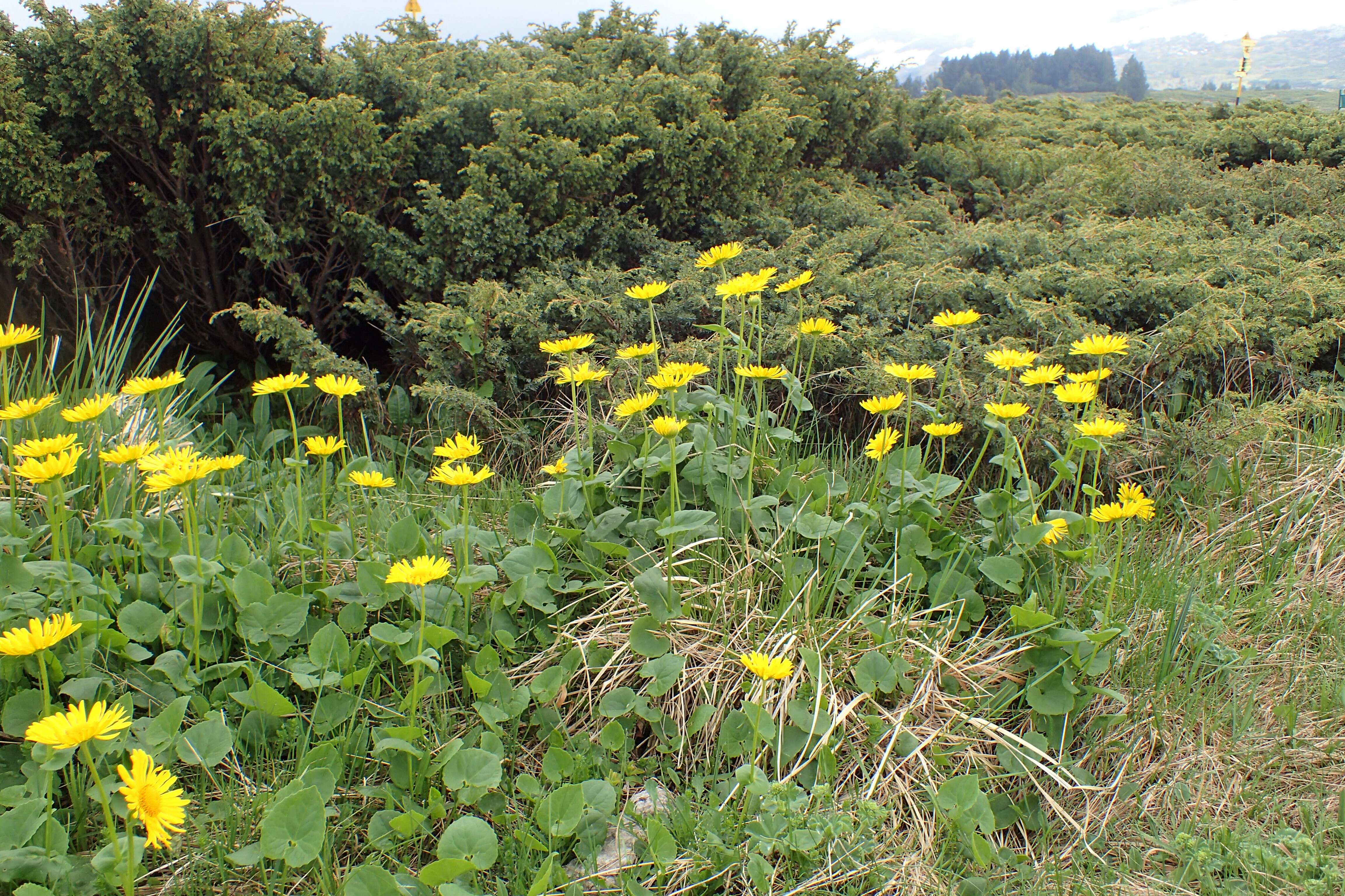 Imagem de Doronicum orientale Hoffm.