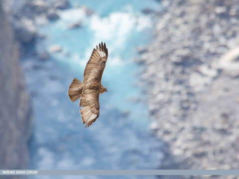 Imagem de Buteo burmanicus Hume 1875