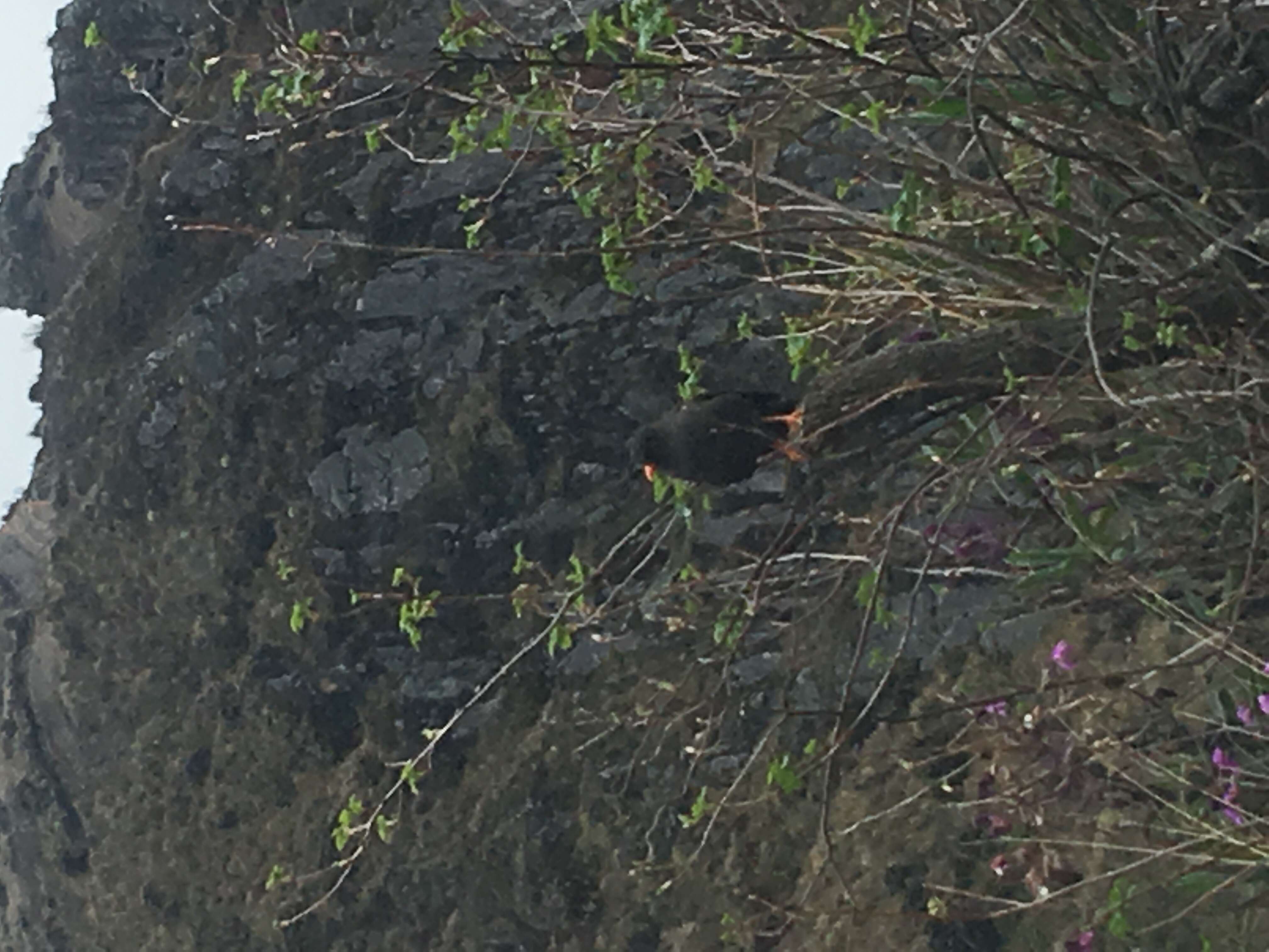 Image of Glossy-black Thrush