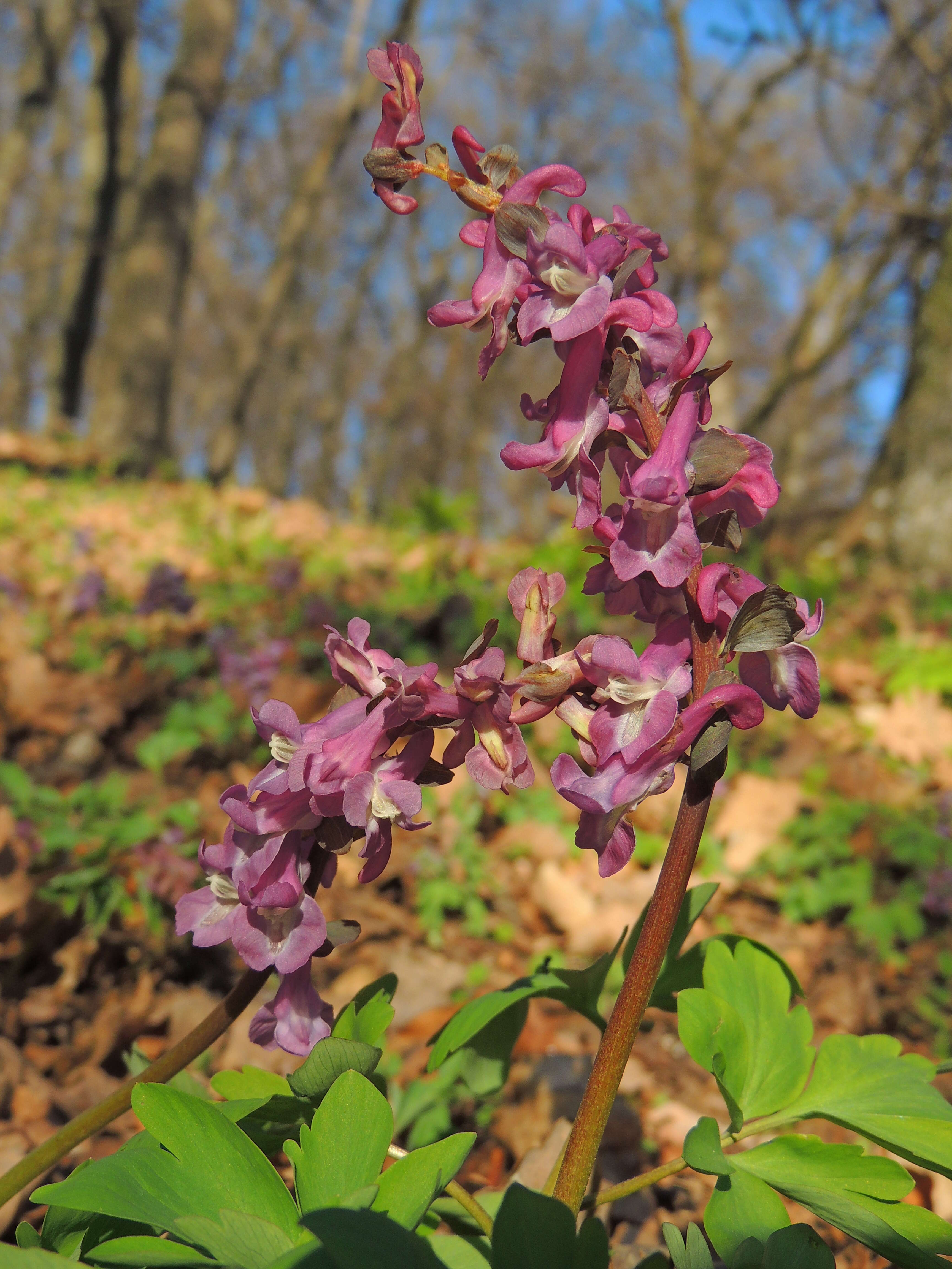 Слика од Corydalis cava (L.) Schweigger & Koerte