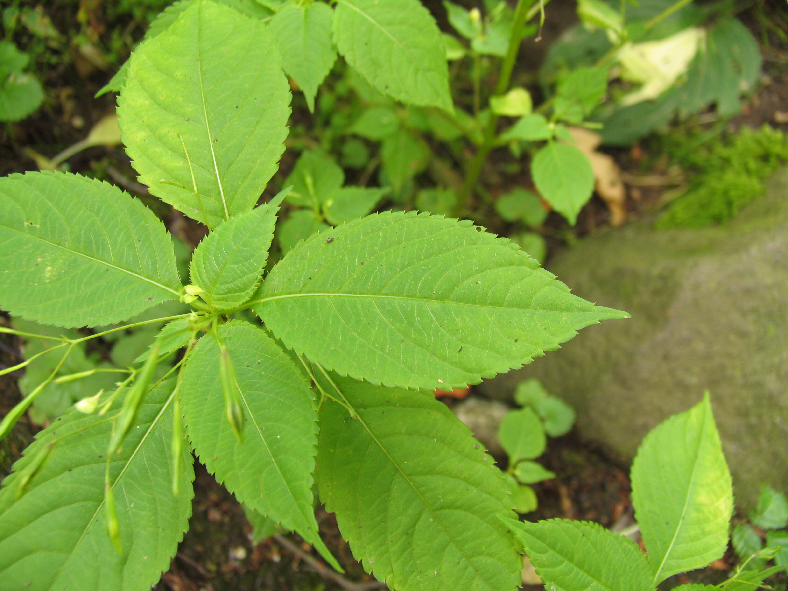 Impatiens parviflora DC. resmi