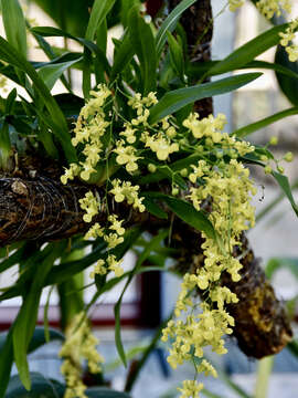 Image of Oncidium cheirophorum Rchb. fil.