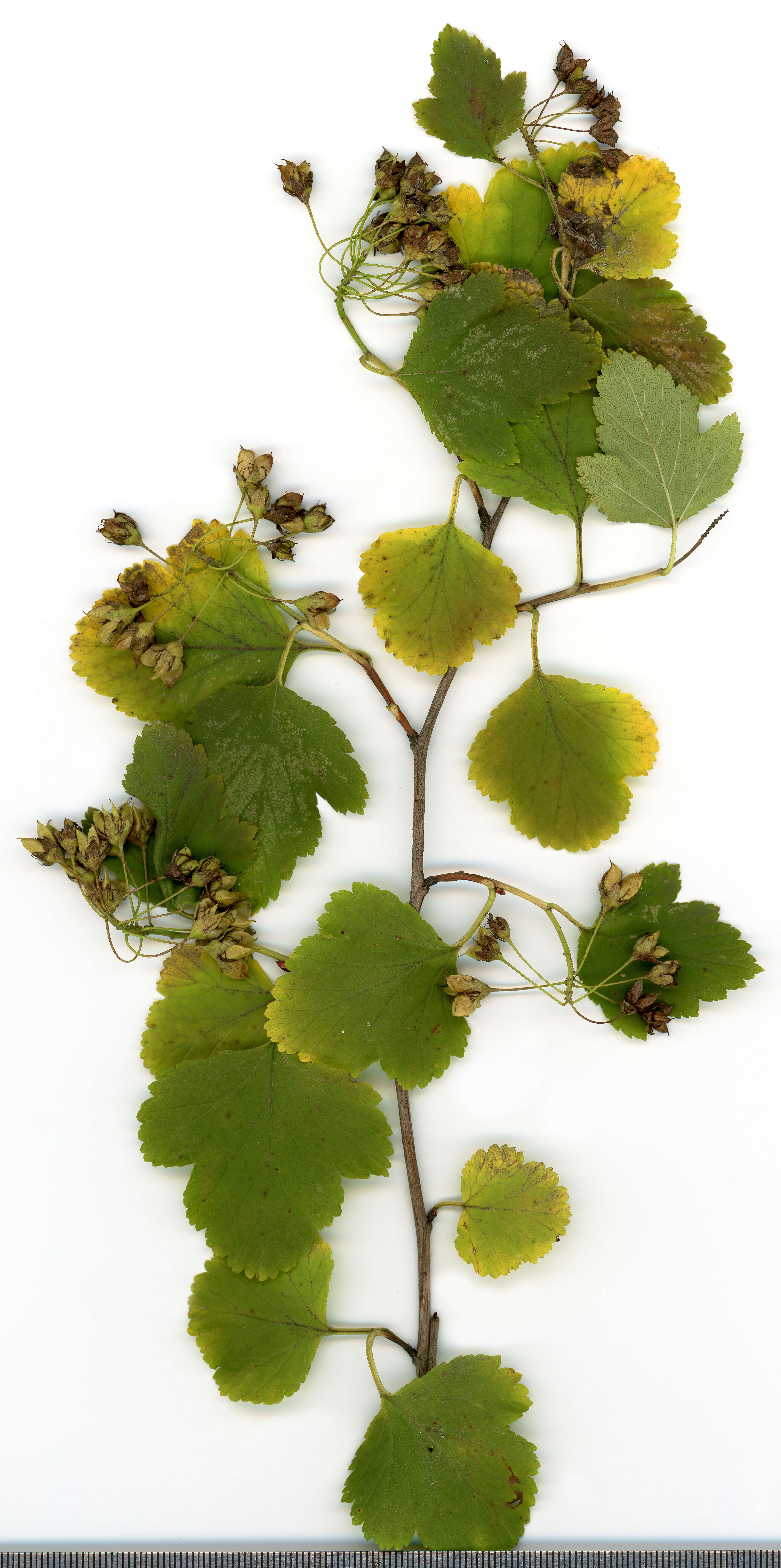 Physocarpus opulifolius (L.) Maxim. resmi