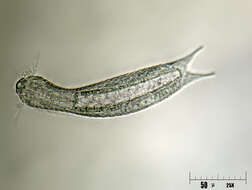 Image of Chaetonotidae