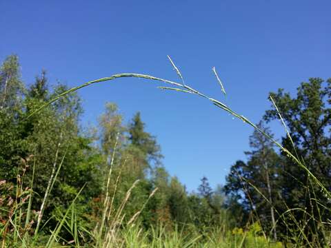 Image of flote-grass, floating sweet-grass