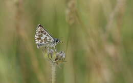 Image of large grizzled skipper