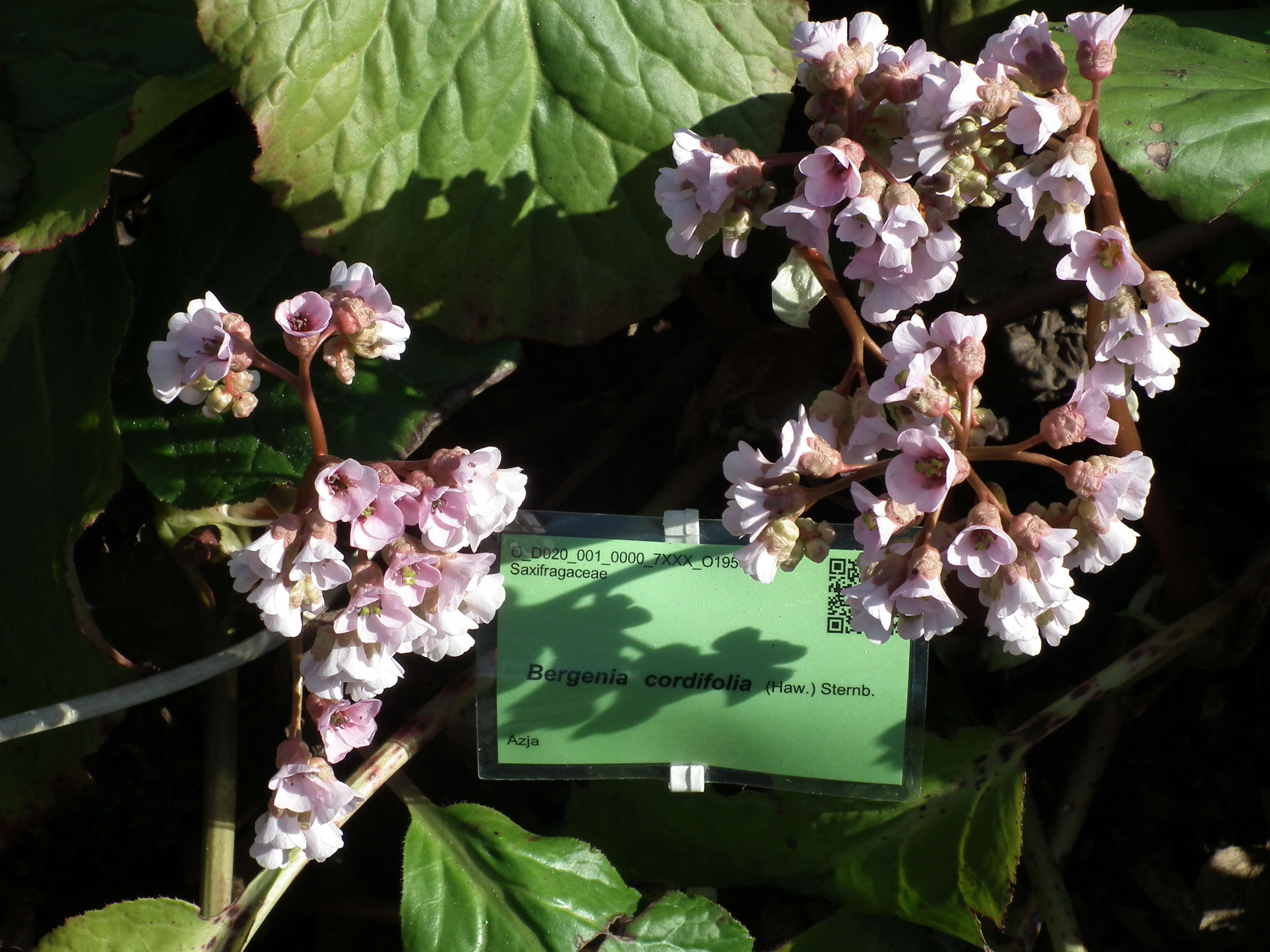 Image of Siberian-tea