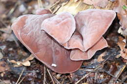 Image of ear fungus