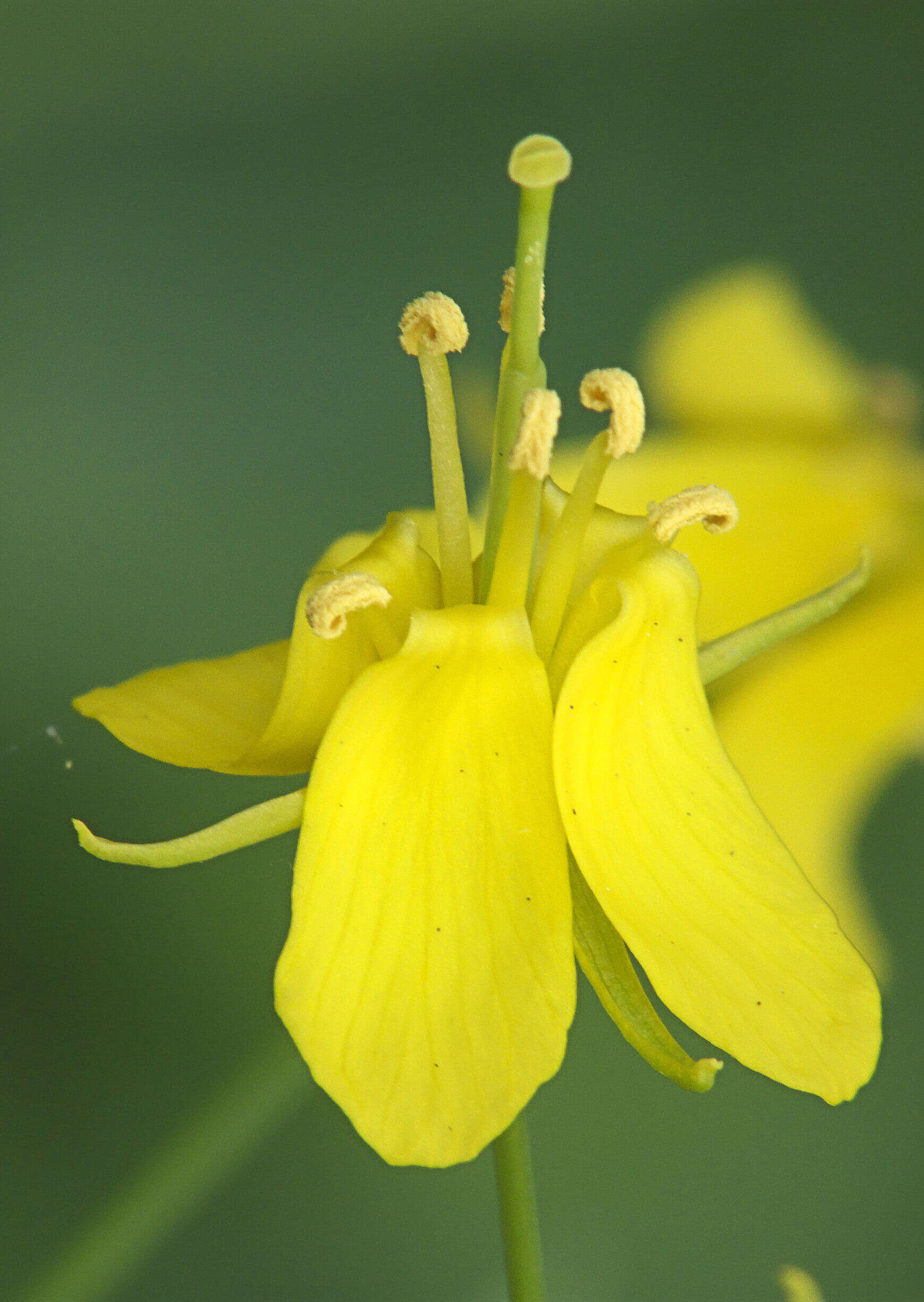 Image of Brassica rapa subsp. oleifera