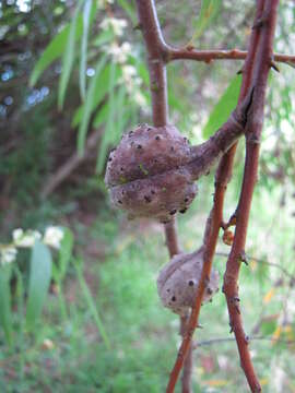 Image of Willow hakea