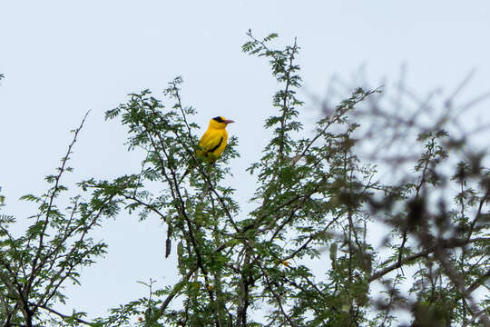 Image of Black-naped Oriole