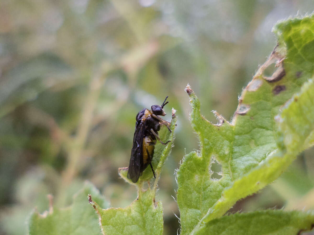 Image of Commerson's nightshade