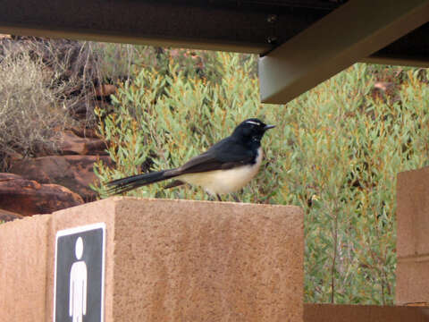 Image of Willie Wagtail