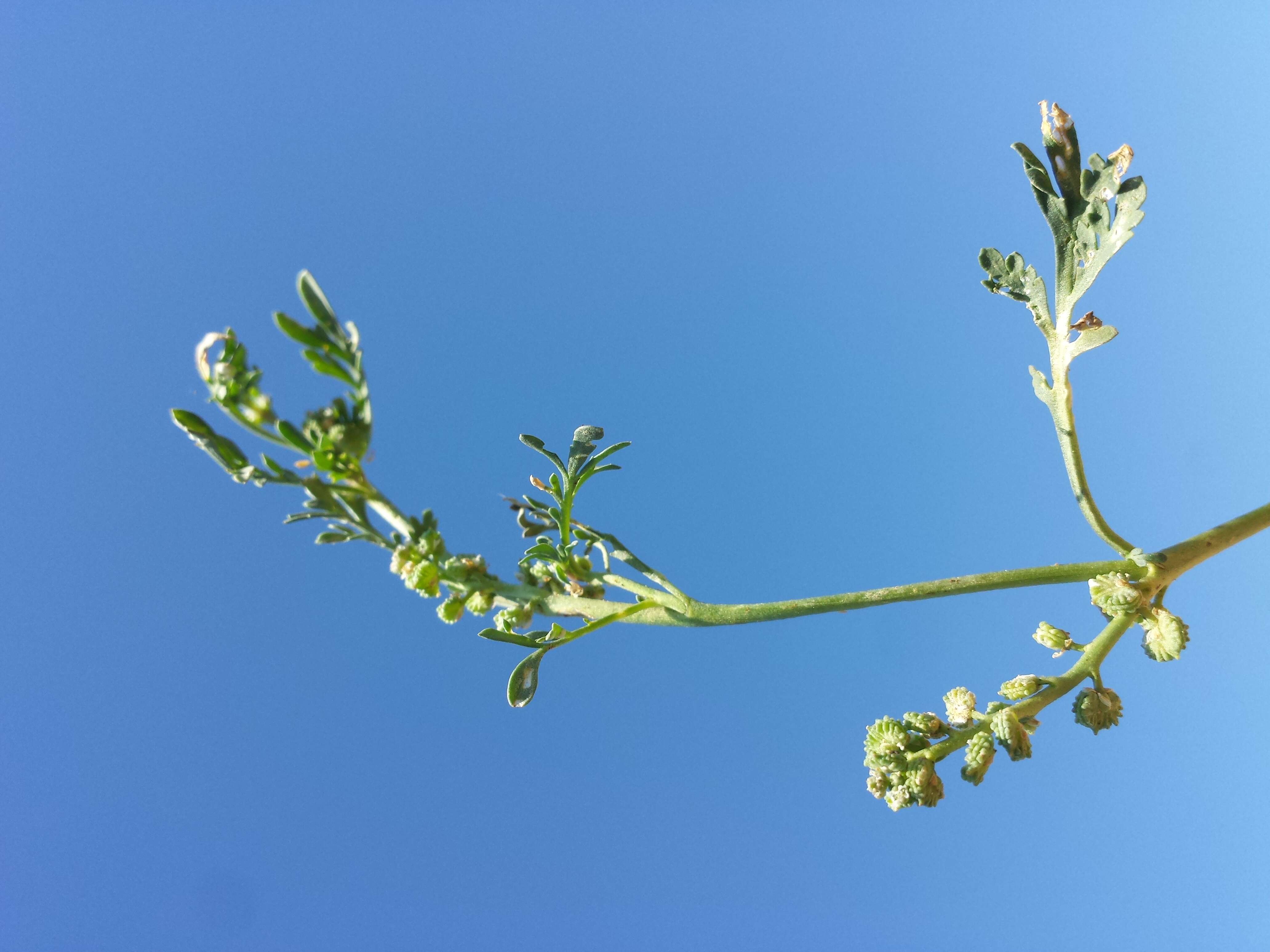 Image of Creeping Watercress