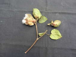 Image of Sea Island Cotton