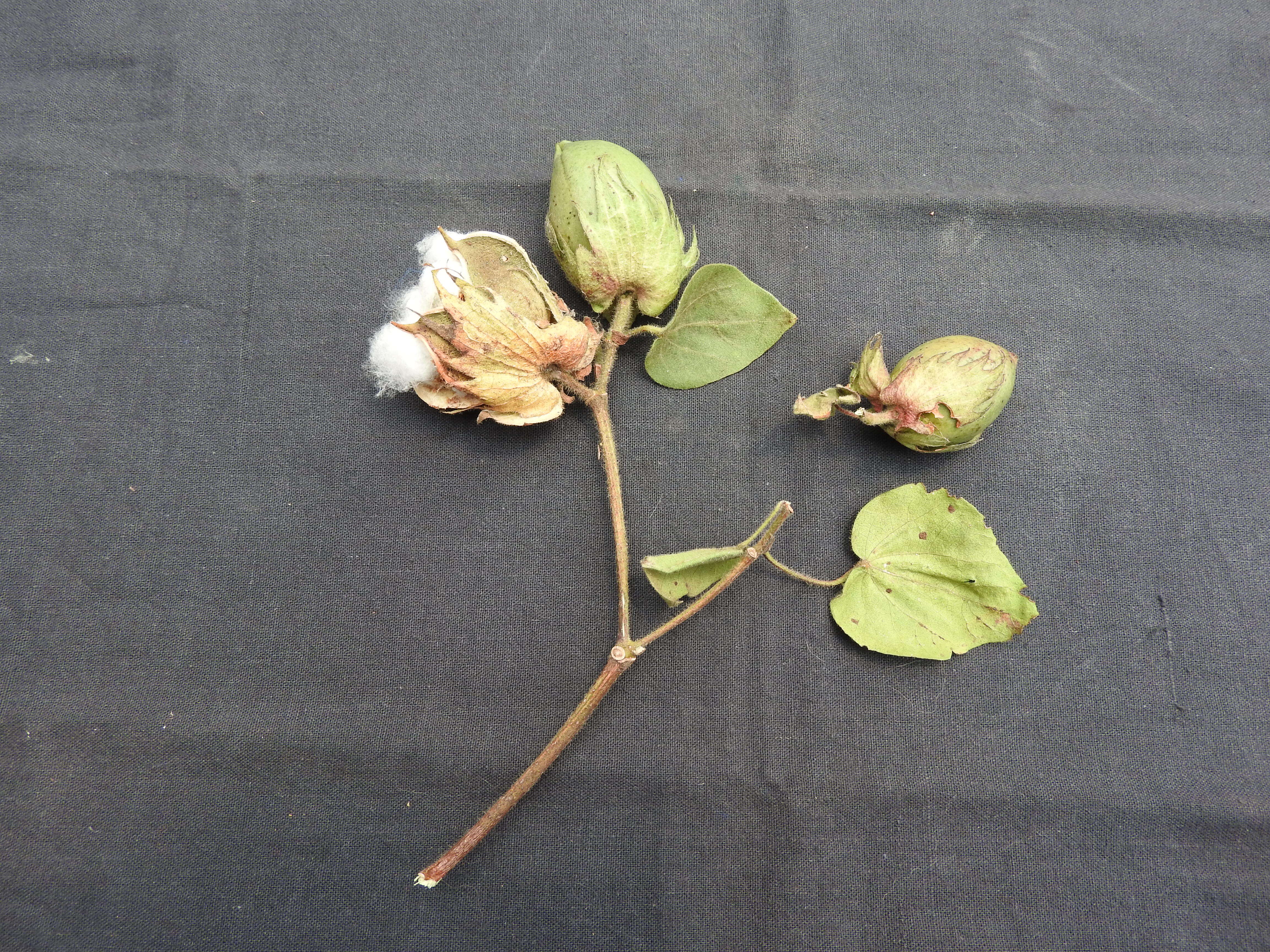 Image of Sea Island Cotton