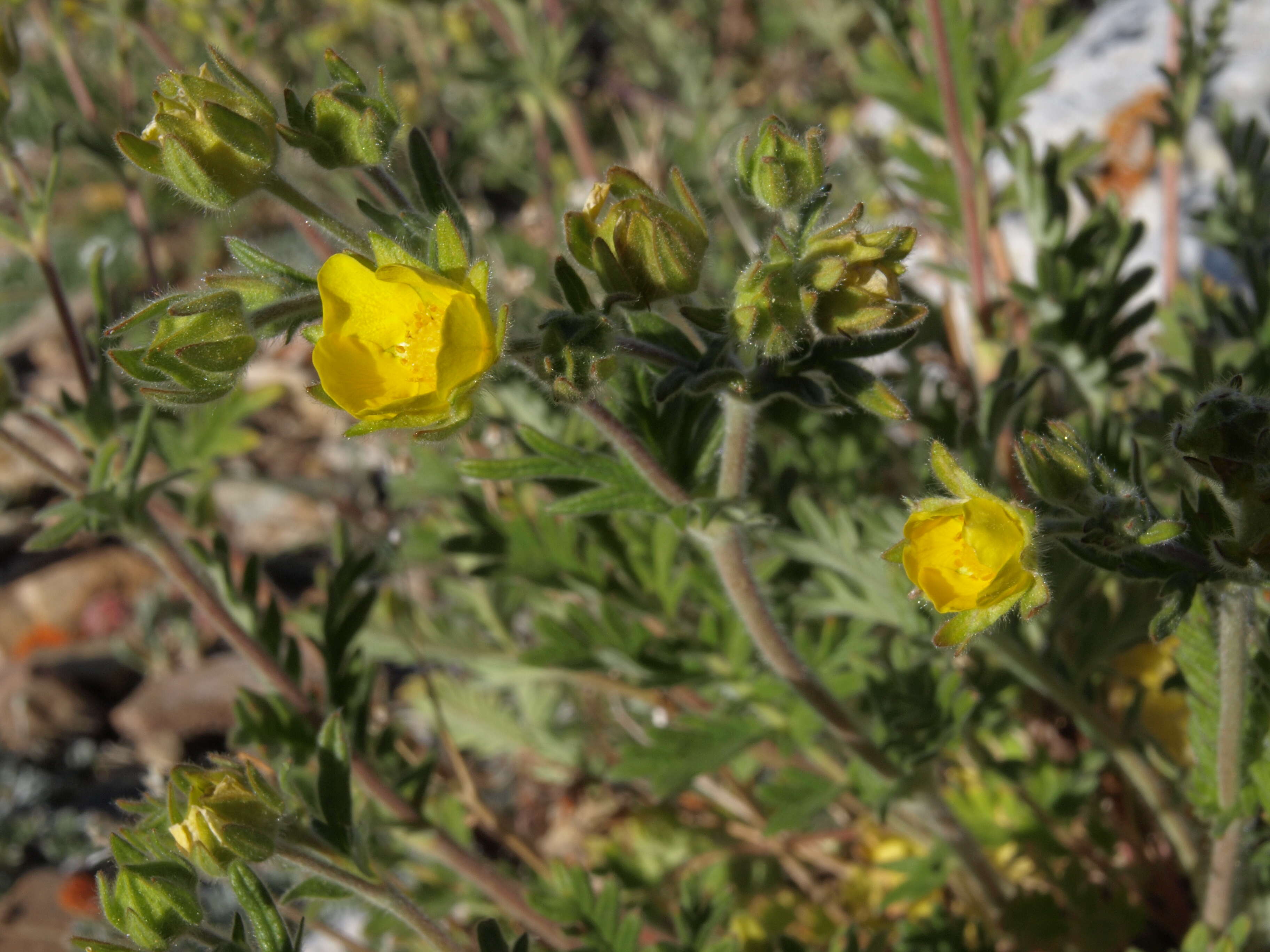 Image de Potentilla pensylvanica L.