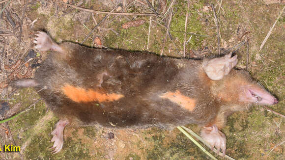 Image of Large Mole