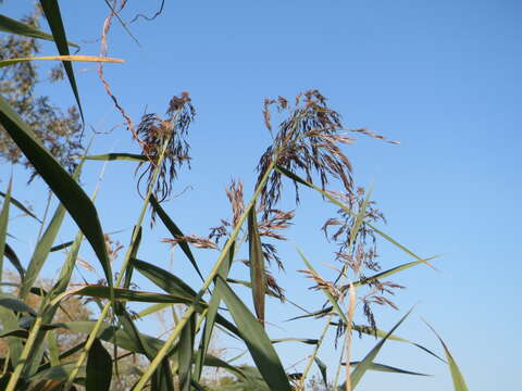 Image of common reed