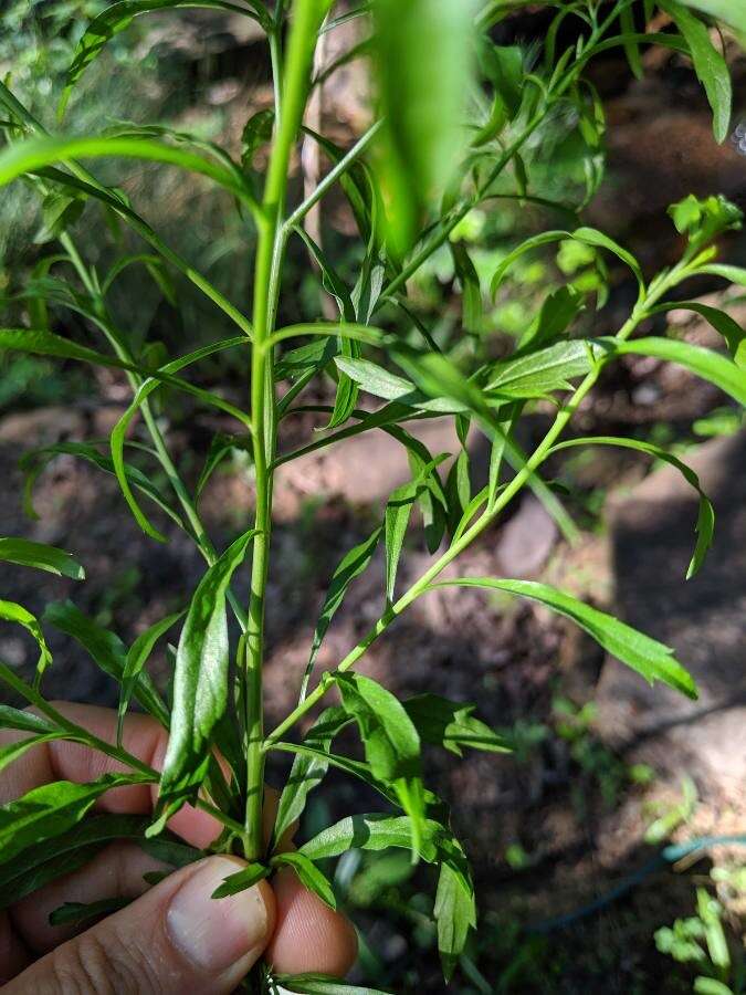 Image of Virginia pepperweed