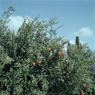 Image of pomegranate