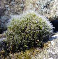 Image of campylopus moss