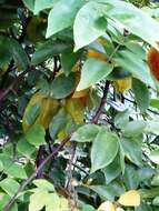 Plancia ëd Averrhoa carambola L.