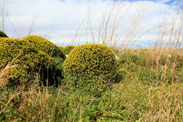 Imagem de Euphorbia melitensis Parl.