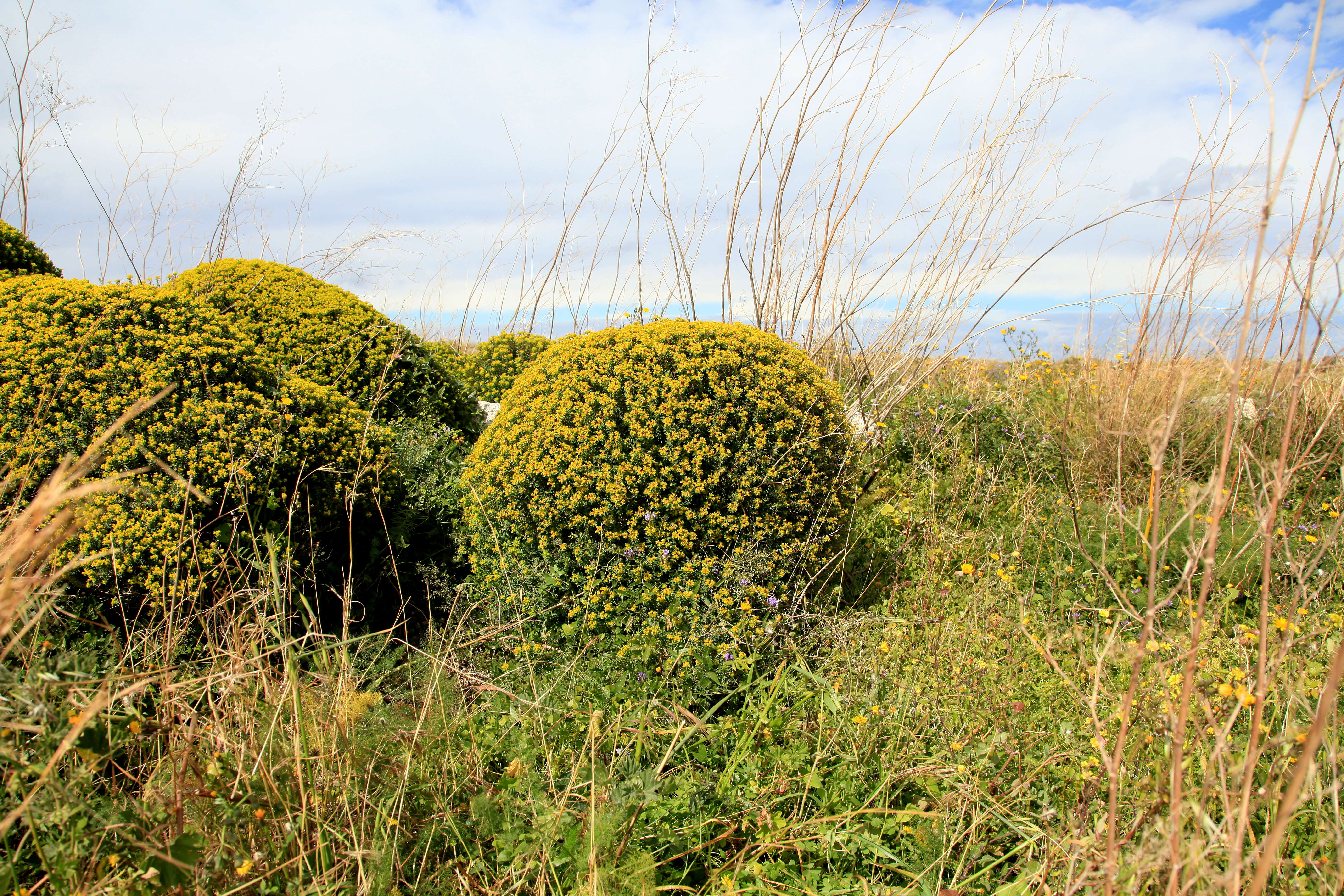 Imagem de Euphorbia melitensis Parl.