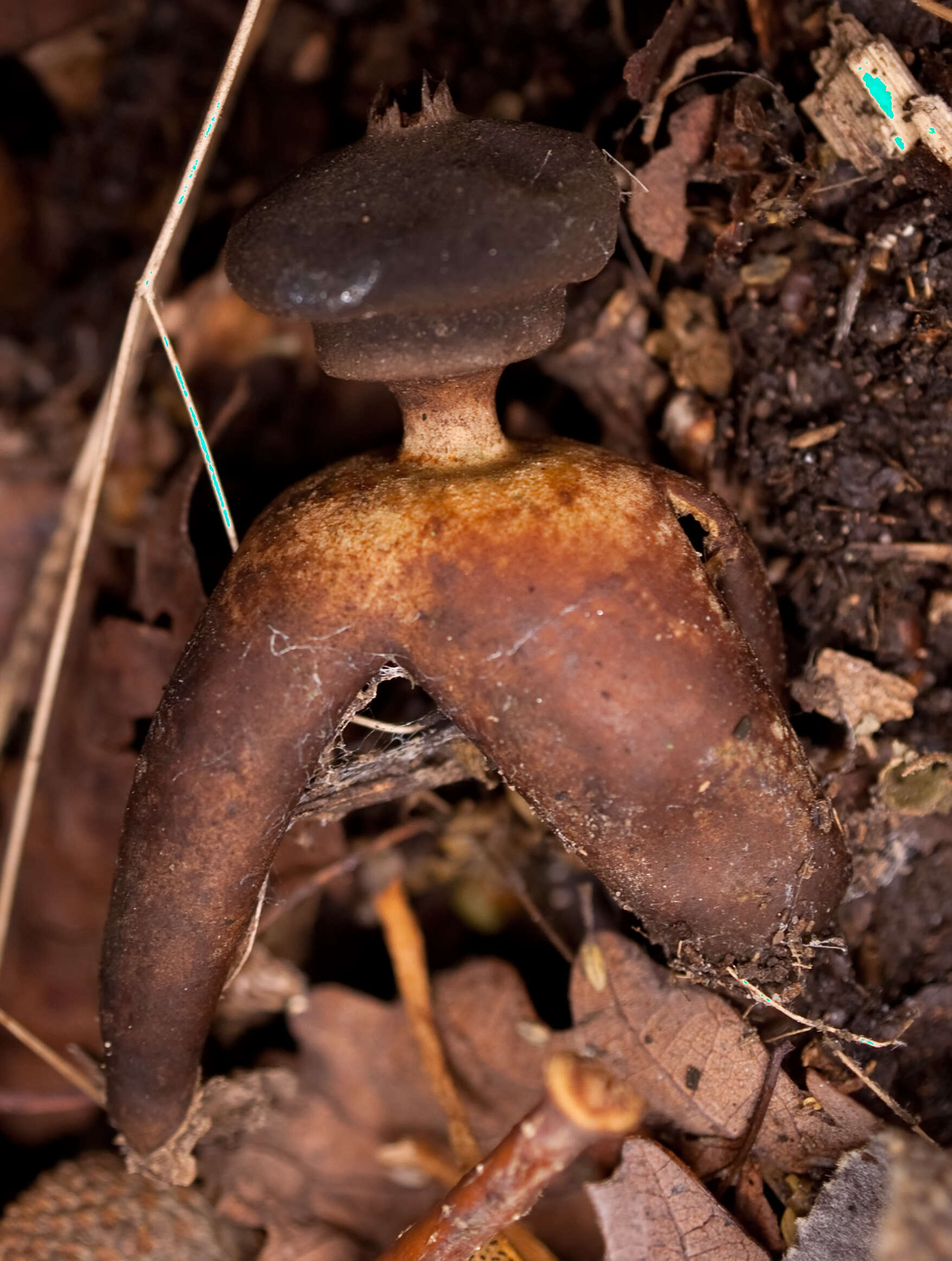 Imagem de Geastrum fornicatum (Huds.) Hook. 1821