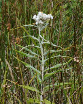 Imagem de Anaphalis margaritacea (L.) Benth.