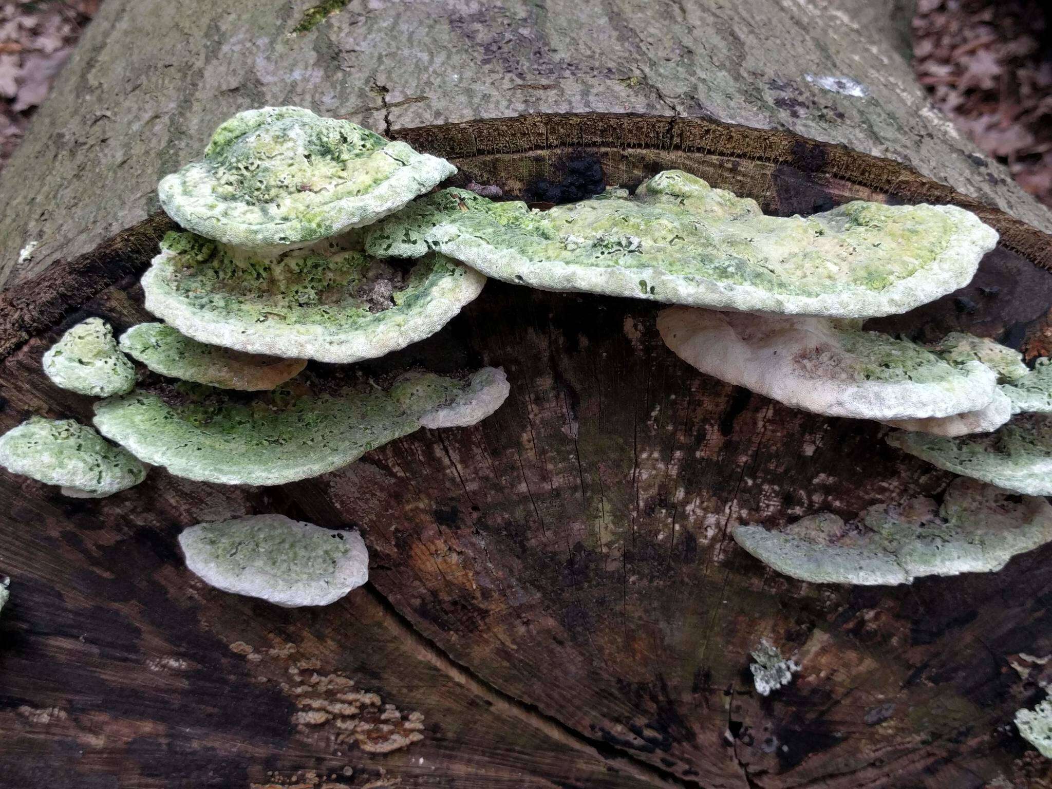 صورة Trametes gibbosa (Pers.) Fr. 1838