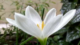 صورة Zephyranthes