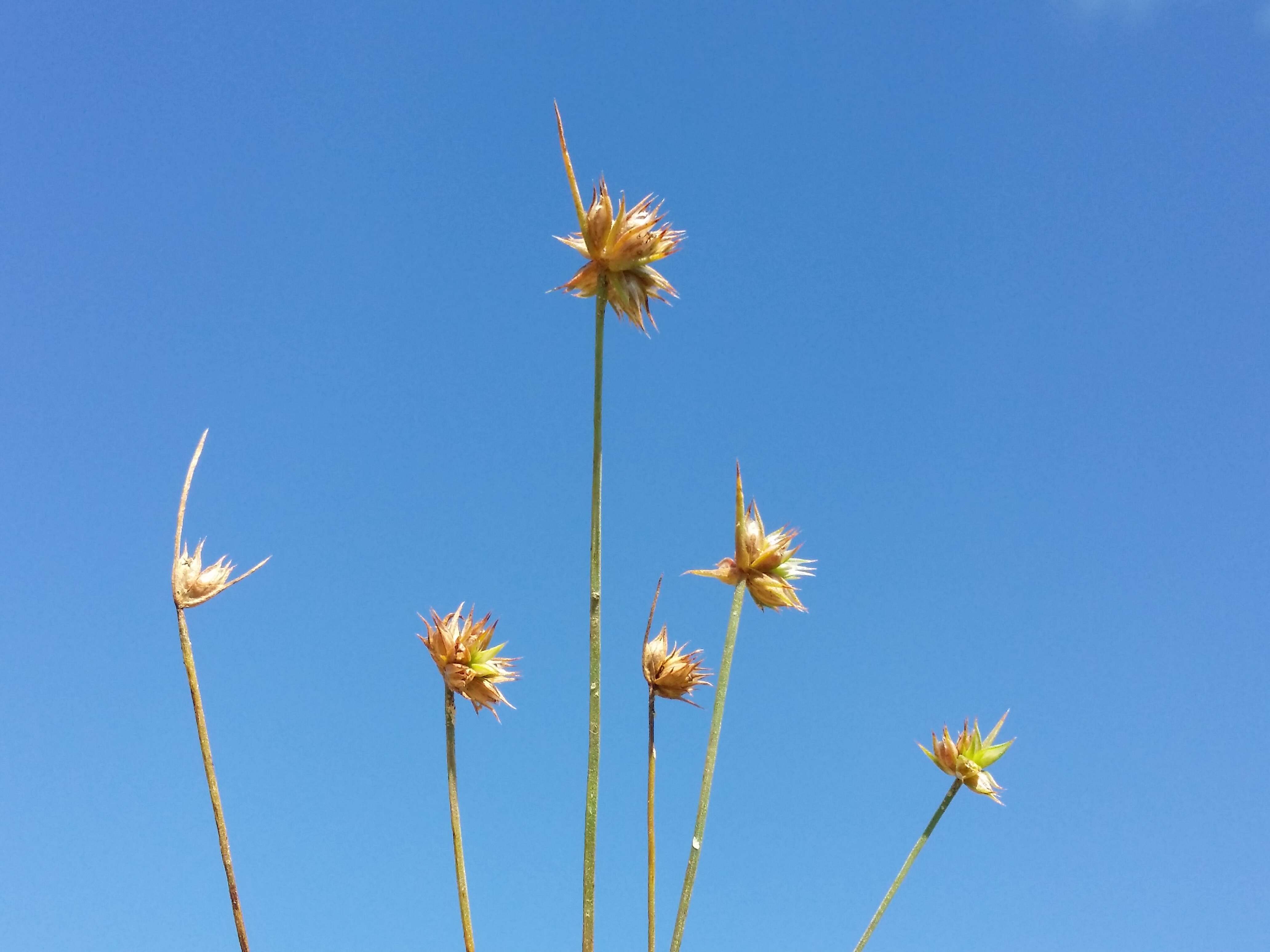 Image of dwarf rush