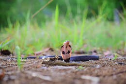 Image of Golden Spitting Cobra