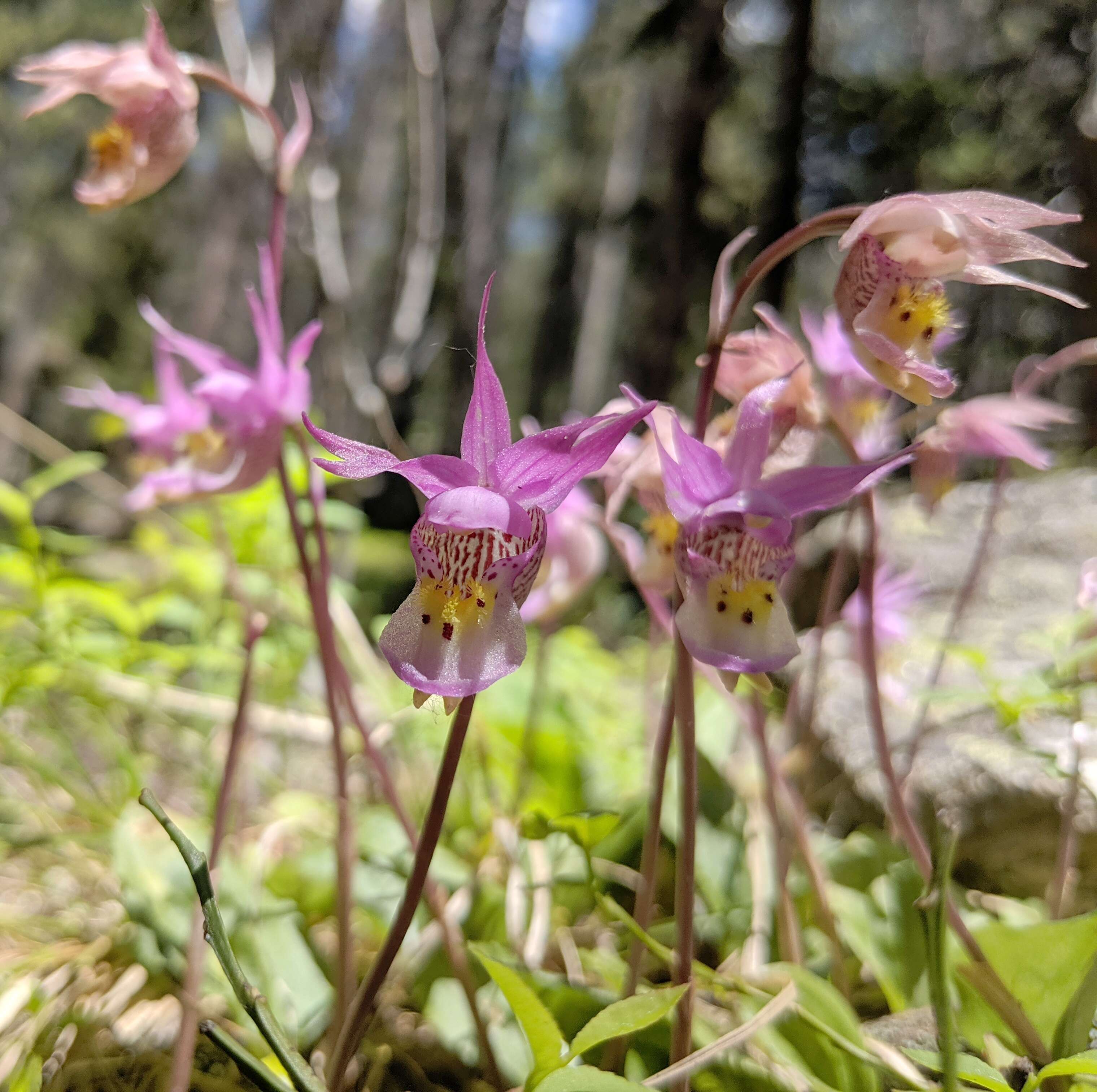 Image of calypso orchid