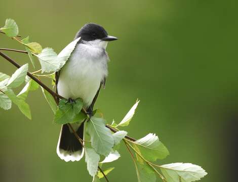 Image of Eastern Kingbird