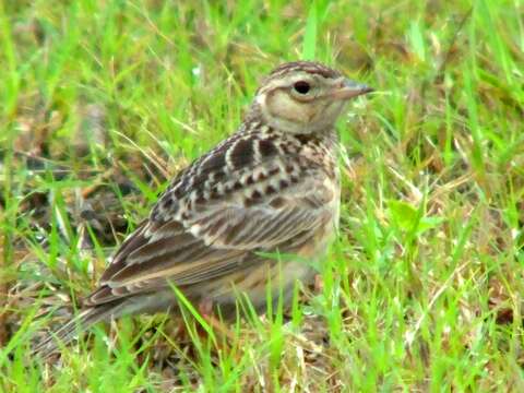 Image of Oriental Skylark